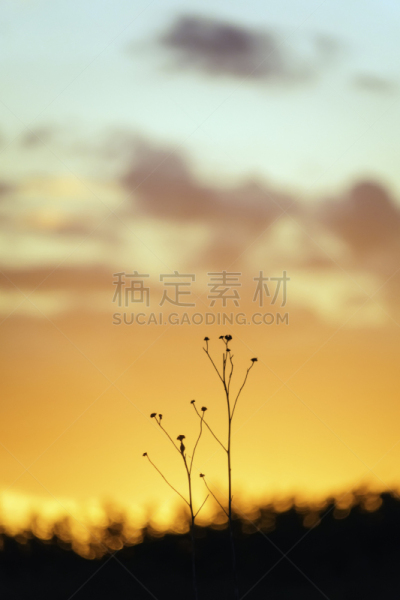 草原,垂直画幅,选择对焦,天空,留白,褐色,无人,audubon prairie,曙暮光,纳波维尔