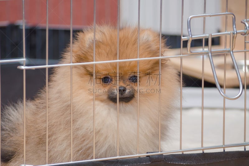 可爱的,小狗,看,大鸟笼,博美犬,被抛弃的,狗屋,纯种犬,人工饲养动物,肖像