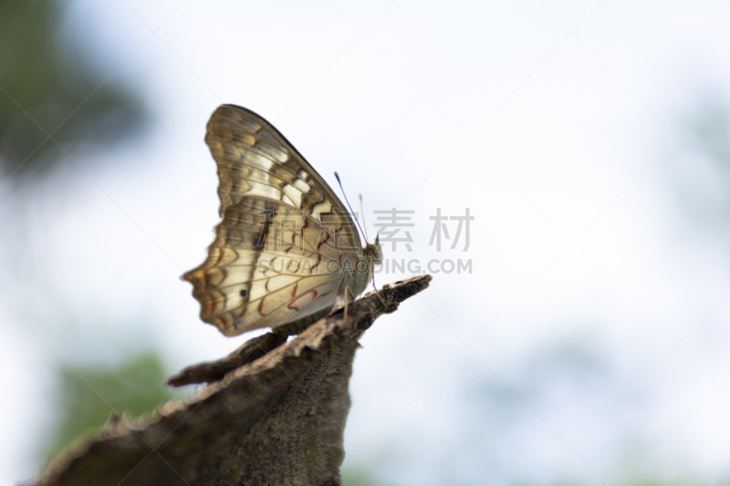 白孔雀铗蝶,蝴蝶,自然,野生动物,脆弱,图像,美,翅膀,动物身体部位,白孔雀