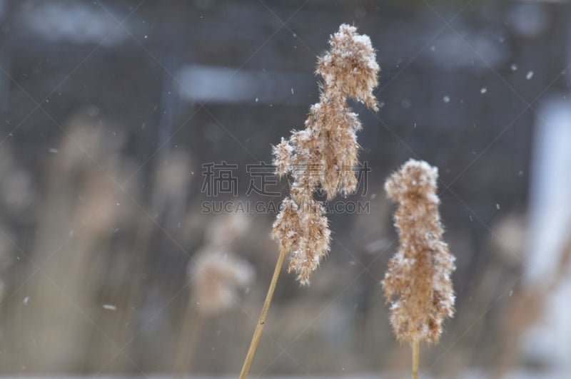 海滩,植物群,水,水平画幅,雪,无人,户外,干的,特写,前景聚焦