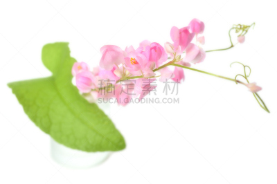 攀缘植物,蓝花藤,卷须,有蔓植物,水平画幅,绿色,无人,蓼科,玻璃,花