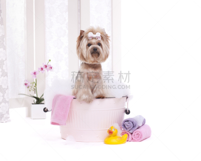宠物美容店,狗,浴盆,垃圾桶,洗澡盆,宠物美容师,toy terrier,水平画幅,无人,spa美容
