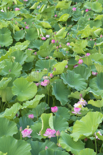 荷花,莲藕,垂直画幅,植物,水生植物,河岸,池塘,无人,粉色,叶子