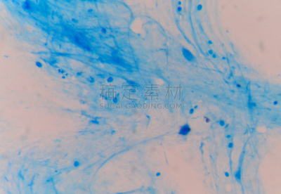 革兰氏染色剂,芽殖酵母,显微镜,水平画幅,形状,酵母,微生物学,科学,生物学