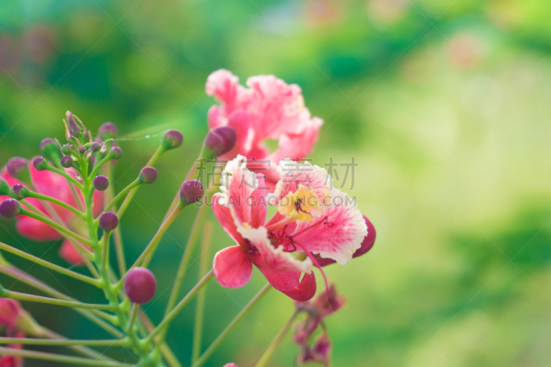 pink flowers Caesalpinia pulcherrima on green background