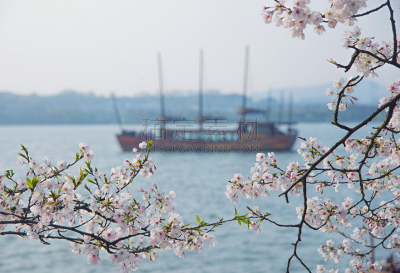 亚洲樱桃树,充满的,花朵,水,天空,水平画幅,樱花,无锡,户外,湖
