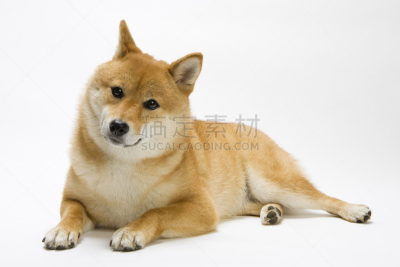 日本柴犬,日本,狗,传统,哺乳纲,褐色,宠物,水平画幅,可爱的,无人