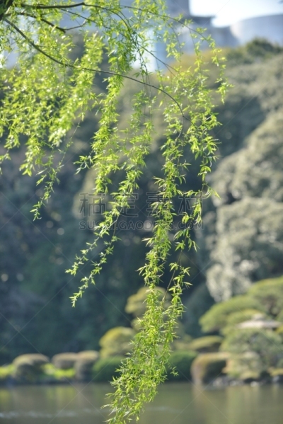 枝繁叶茂,清新,季节,自然,垂直画幅,春天,环境保护,绿色,无人,环境