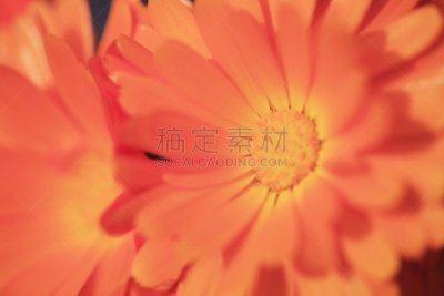 非洲雏菊,淡路岛,兵库县,水平画幅,无人,户外,特写,植物,园艺,精神振作