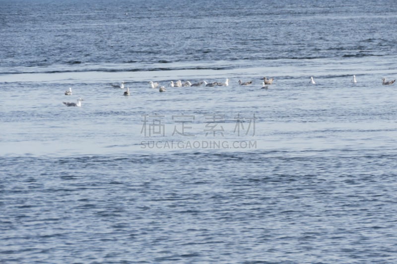 普吉特海湾,鹈鹕,海鸥,惠德贝艾斯兰德,美国,水平画幅,华盛顿州,无人,摄影