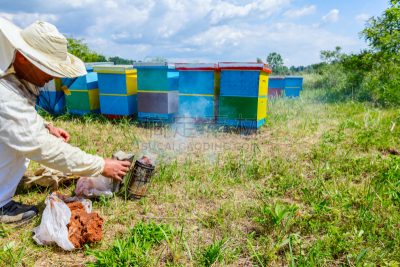 蜂箱,beekeeper,水平画幅,忙碌,干的,草,捉虫帐篷,锅,保护工作服,田地
