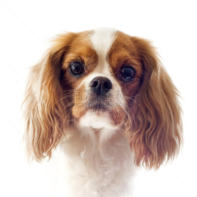 骑士,布莱尼姆,查理王小猎犬,英国小猎犬,斯班尼犬,褐色,纯种犬,白色背景,动物身体部位,肖像