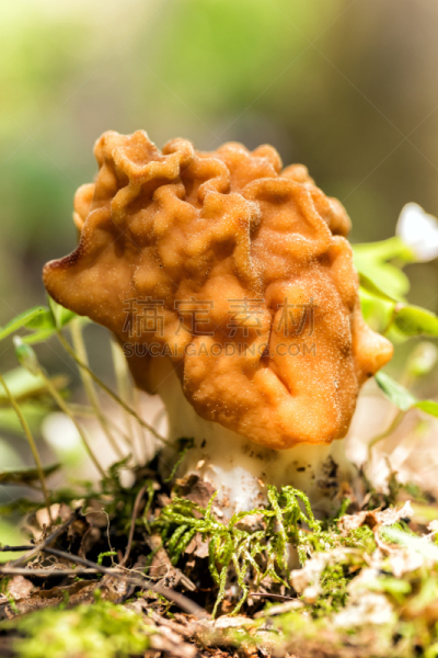 春天,蘑菇,白昼,羊肚菌,晴朗,人造的,生物学,农业,porcini mushroom,食品