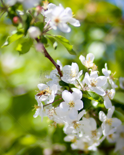 蜜蜂,苹果,辛勤工作,朱利安,苹果花,圣地亚哥,垂直画幅,灵感,无人,动物习性