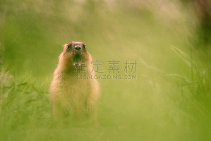 旱獭,东欧大草原,土拨鼠日,白昼,洞,野生动物,图像,哺乳纲,野外动物,草
