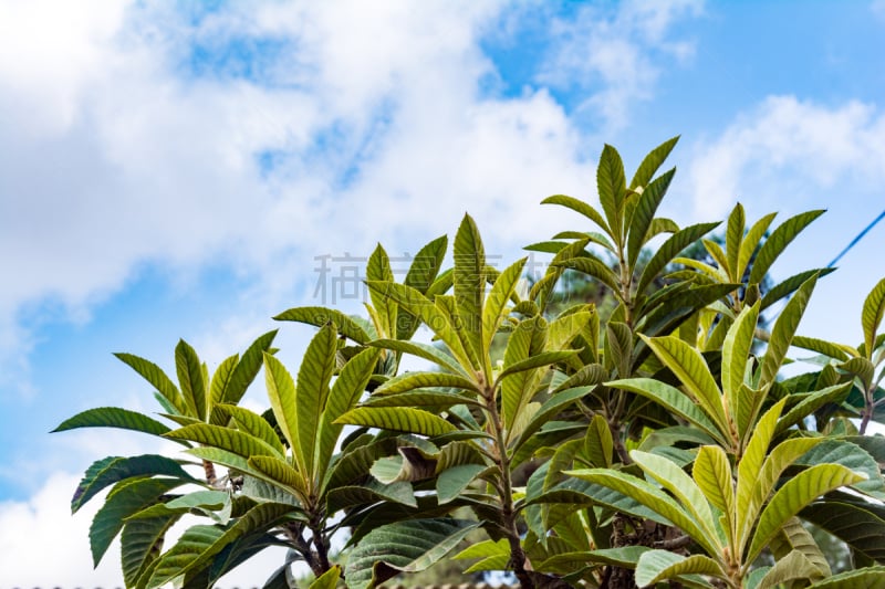 天空,水平画幅,无人,植物,自然界的状态,农业,叶子,季节,食品