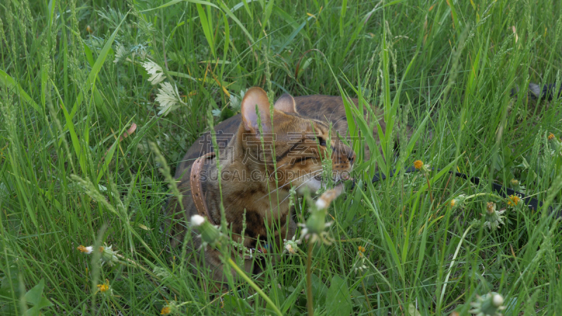 猫,个性,t形台,孟加拉虎,草,氦,水平画幅,孟加拉猫,草坪,夏天