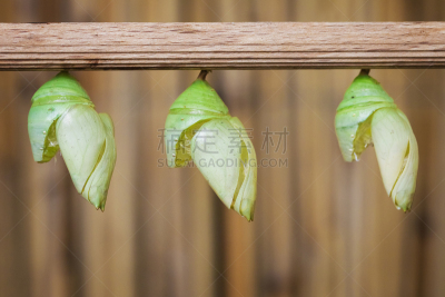 蝴蝶,茧,黑脉金斑蝶,起源,脚踏车,安静,鳞翅类,色彩鲜艳,动物,自行车