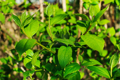 茉莉,春天,美,茶树,芳香的,水平画幅,无人,夏天,户外,特写