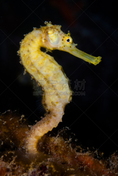 海马,黄色,长棘海马,爱妮岛,垂直画幅,无人,菲律宾,水下,摄影