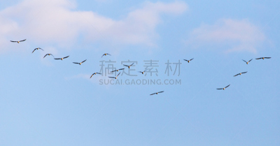 羊群,天空,无人,哈萨克斯坦,图像,水平画幅,大自然保护协会,沙滩排球,伯兹维尔,筑巢处