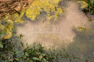 等,蝌蚪,自然,水,水生植物,水平画幅,无人,青蛙,藻类,苔藓