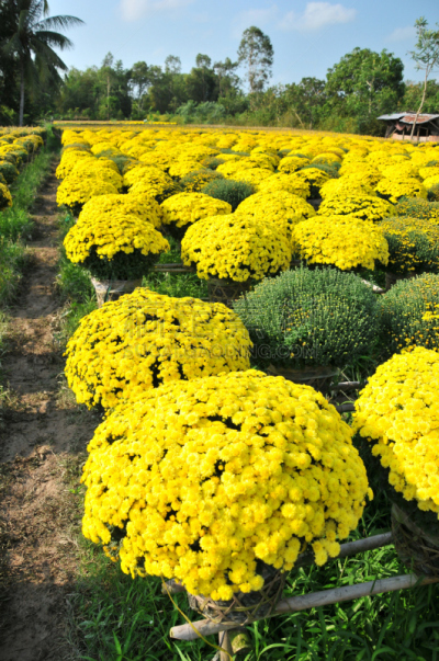 越南,乡村,狩猎动物,芹苴,垂直画幅,水,荷花,东南亚半岛,时间,户外