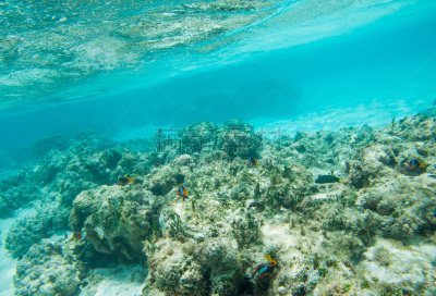 海滩,热带鱼,动物群,水,海葵,水下,野外动物,生态多样性,新喀里多尼亚,礁石