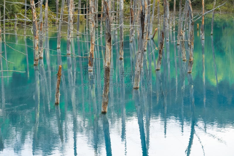 美瑛町,北海道,蓝色,日本,池塘,富良野,名声,富良野盆地,水,天空