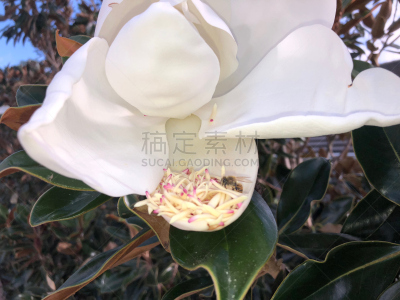 蜜蜂,玉兰类,美,水平画幅,枝繁叶茂,户外,白人,植物,淡水木兰植物,叶子