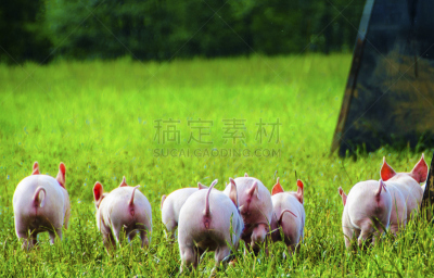 小猪,有机食品,家猪,动物保护,鸟笼,饮食,水平画幅,谷仓,家畜,动物学