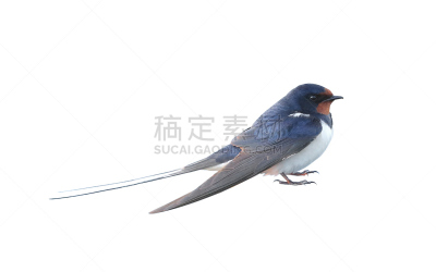 燕子,野生动物,水平画幅,无人,鸟类,白色背景,背景分离,动物主题,侧面视角,家燕