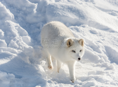 北极狐,山,美,水平画幅,雪,无人,动物身体部位,野外动物,户外,蒙特贝卢湖