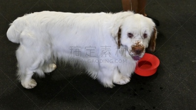狗,斯班尼犬,白色,最大,动物保护,训服,可爱的,遛狗师,纯种犬,驯养动物