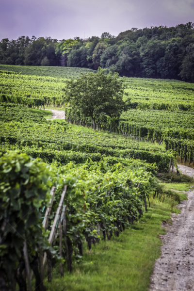alsaské vinice na svazích pohoří Vosges