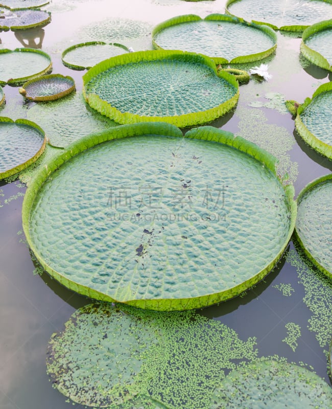 睡莲,亚马逊河,垂直画幅,南美,水,荷花,无人,巨大的,户外,湖