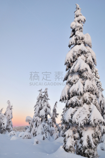 早晨,冬天,西摩山,自然,垂直画幅,松树,雪,无人,曙暮光,户外