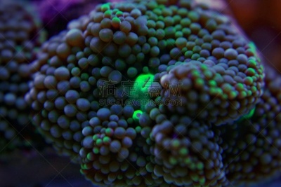 水下,太平洋,蘑菇珊瑚,人工饲养动物,动物黄藻,尤马族,小的,indopacific ocean,动物,礁石