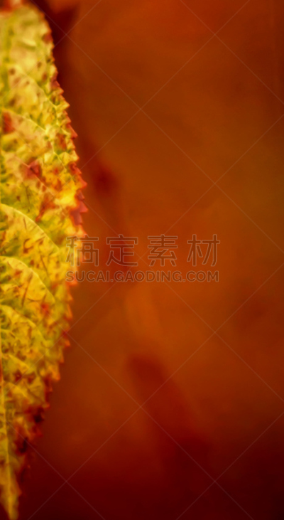 特写,叶子,叶脉,垂直画幅,无人,户外,生物学,明亮,部分
