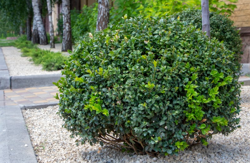 草坪,黄杨木,植物,灌木,常绿树,植物群,美,留白,卢瓦尔河谷,水平画幅