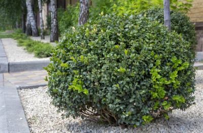 草坪,黄杨木,植物,灌木,常绿树,植物群,美,留白,卢瓦尔河谷,水平画幅