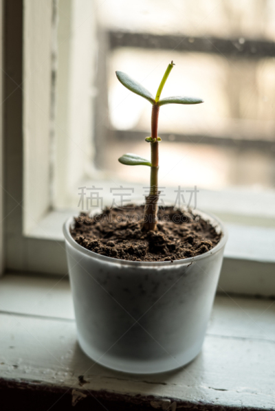 小的,泥土,有机食品,自然,古老的,垂直画幅,肉质植物,叶子,窗台,特写