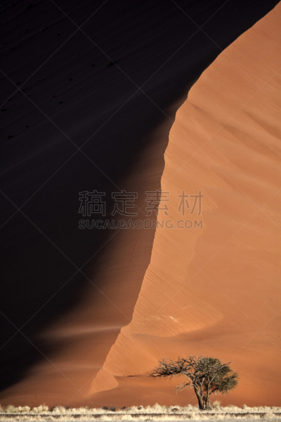 苏丝斯黎,红色,纳米比亚,沙丘,毛洋槐,几乎,比例,橙色,草,著名景点