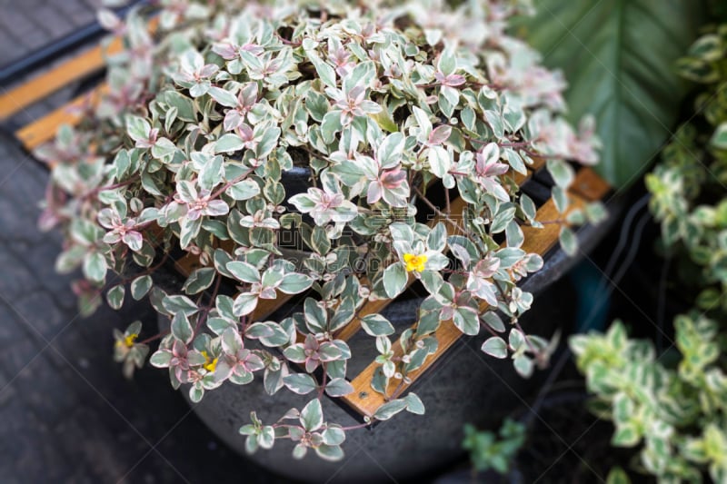 Green plant pot display in the garden