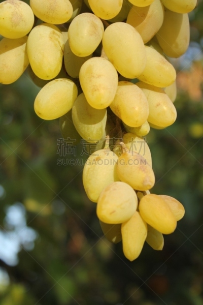 葡萄,美味,adelaide oval,自然,垂直画幅,水果,无人,夏天,图像,热