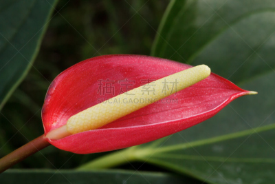 花烛属,粉色,水平画幅,室内植物,特写,仅一朵花,白色,植物,热带气候,米色