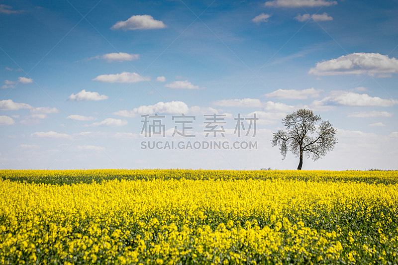油菜花,田地,天空,水平画幅,无人,蓝色,秃树,农作物,黄色,2015年