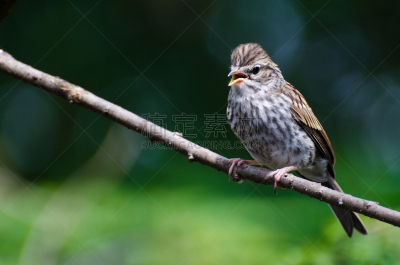 Chipping Sparrow,幼小动物,枝,自然,褐色,人老心不老,野生动物,水平画幅,鸟类,栖息