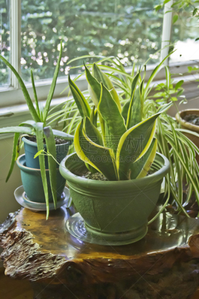 室内植物,野生植物,虎尾兰,spider plant,风水,红杉,芦荟,垂直画幅,无人,尖利