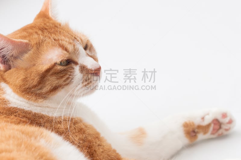 猫,眼睛颜色,褐色,水平画幅,动物身体部位,小胡子,猫眼星云,白领,人的眼睛,哺乳纲